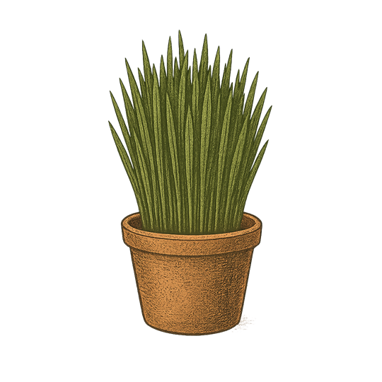 Blé de l'espérance