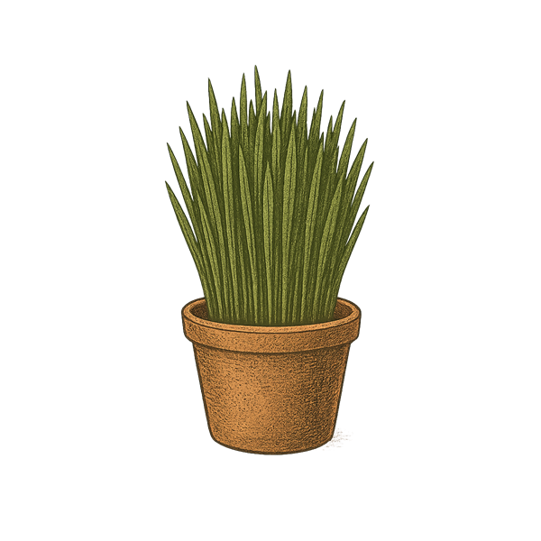 Blé de l'espérance